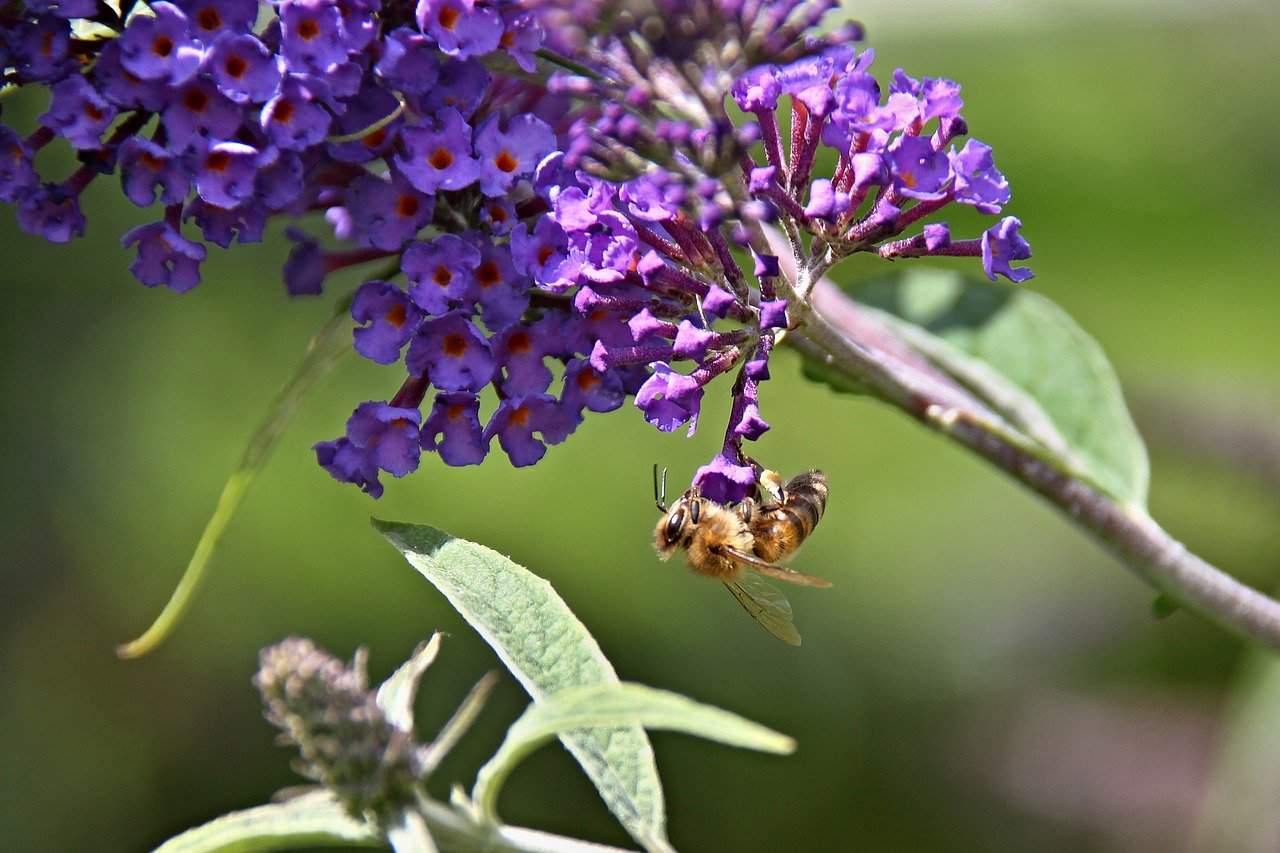 17 Fleurs Qui Attirent Les Pollinisateurs Dans Votre Jardin