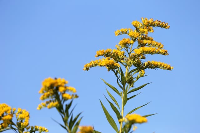 fleur de verge d'or