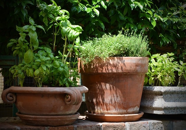 herbes en pot dans des contenants