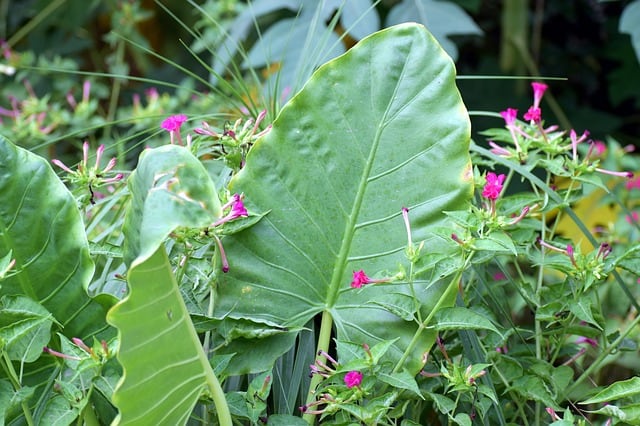 de plus en plus de taro à grandes feuilles