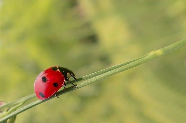 attirer les insectes bénéfiques