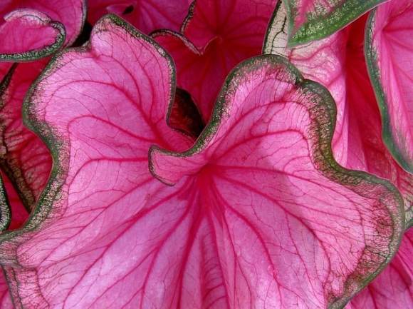 croissant Pink Symphony caladium