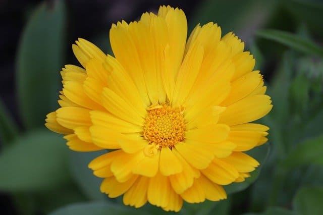 calendula