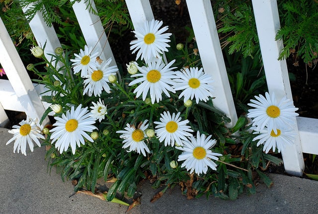 fleurs de marguerite