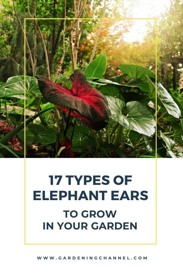 caladiums dans le jardin avec superposition de texte dix-sept types d'oreilles d'éléphant à cultiver dans votre jardin