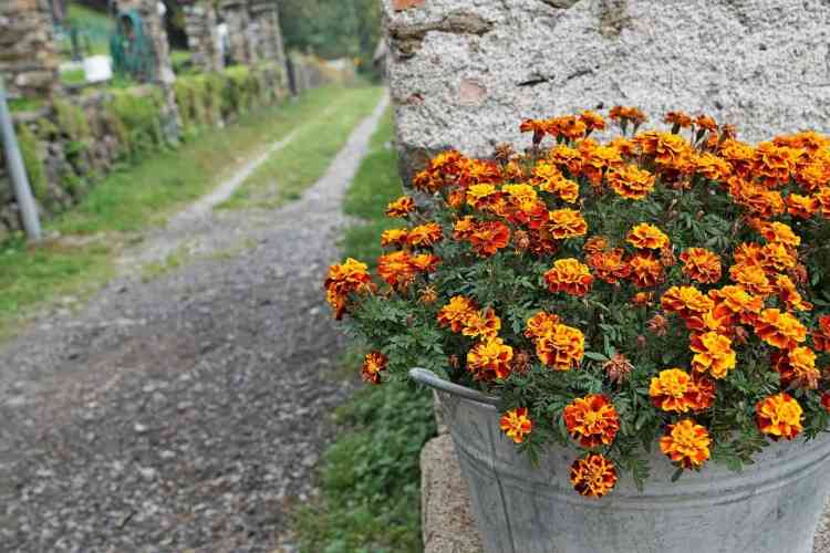 fleurs de souci dans un pot galvanisé