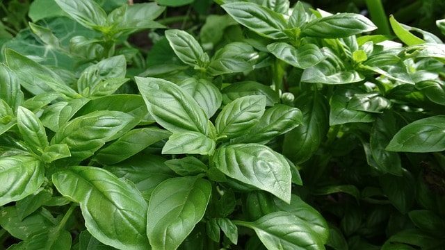 basilic dans le jardin 