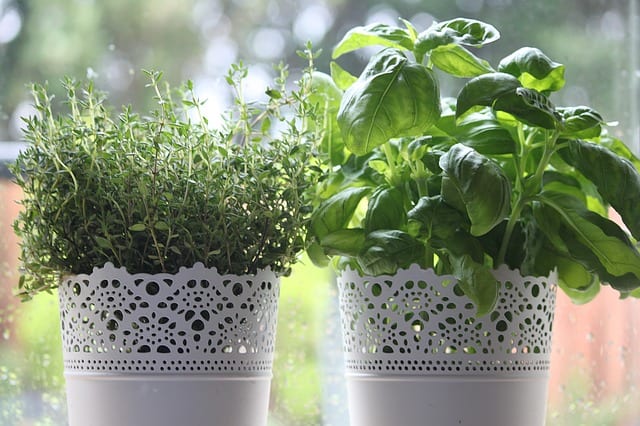 herbes dans le rebord de la fenêtre