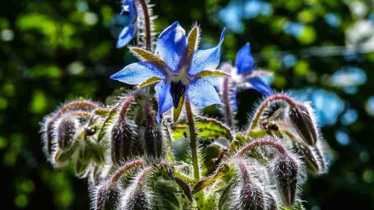 fleur de bourrache