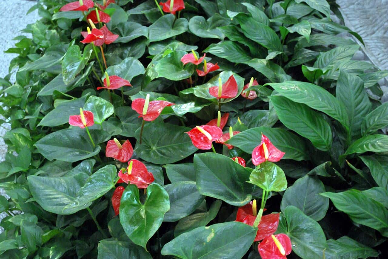 Anthurium bleu et autres variétés