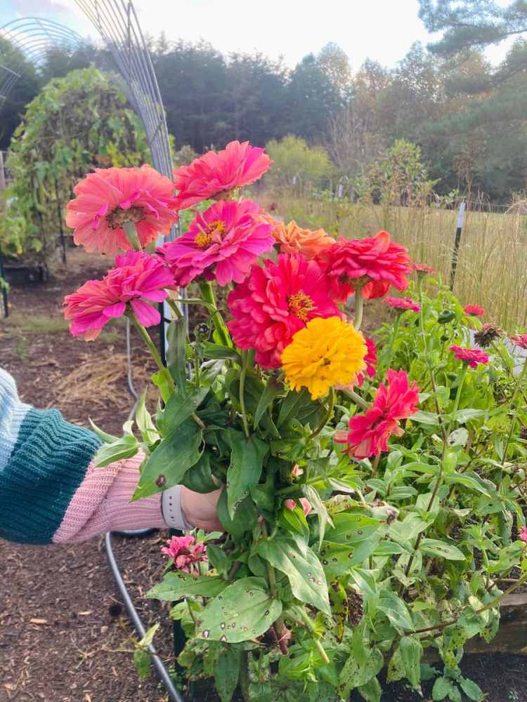 zinnias récoltés