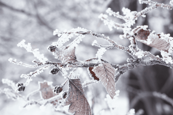 arbre en hiver