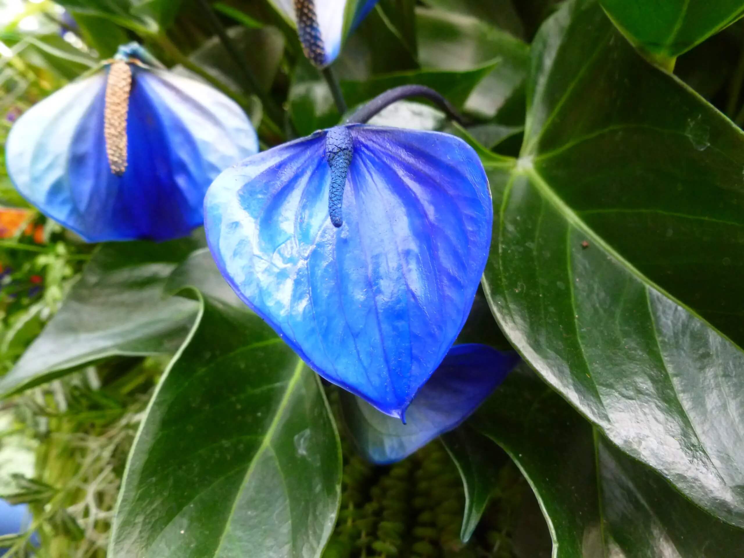 plante d'anthurium bleu