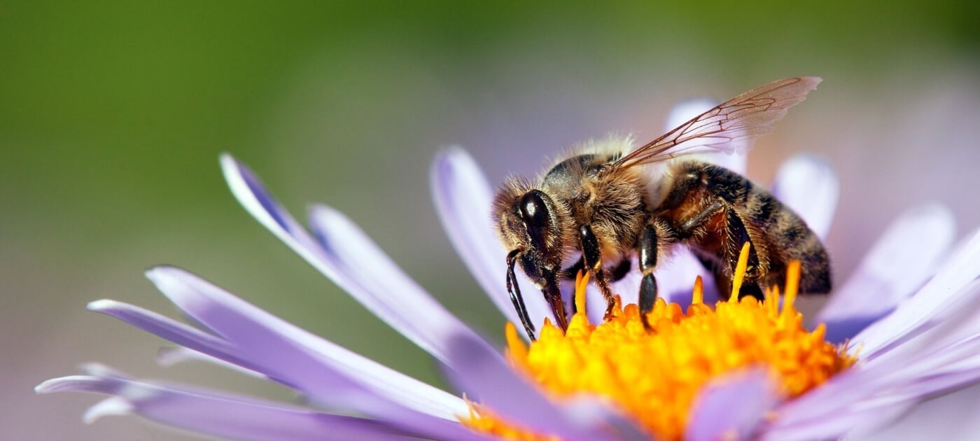 abeilles toxiques au diméthoate