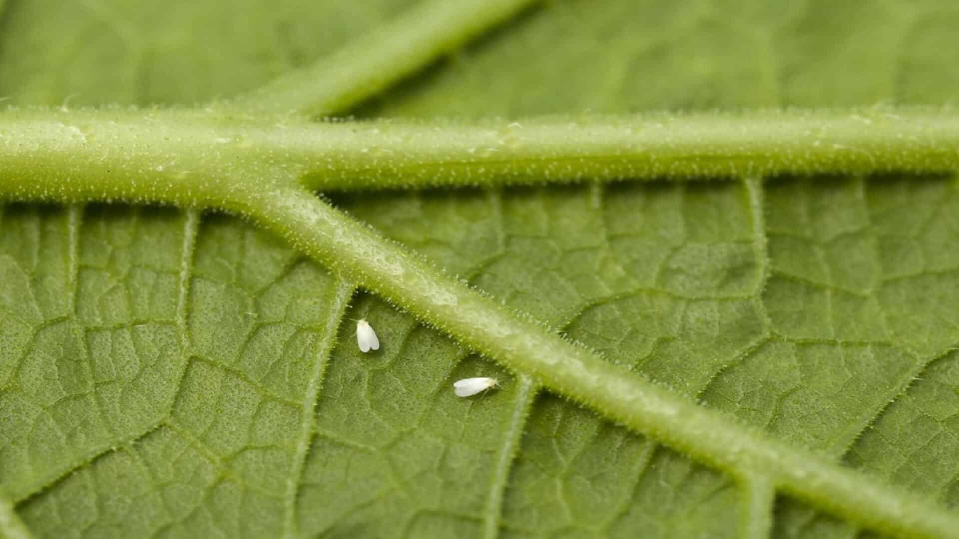 mouche blanche traitée au diméthoate