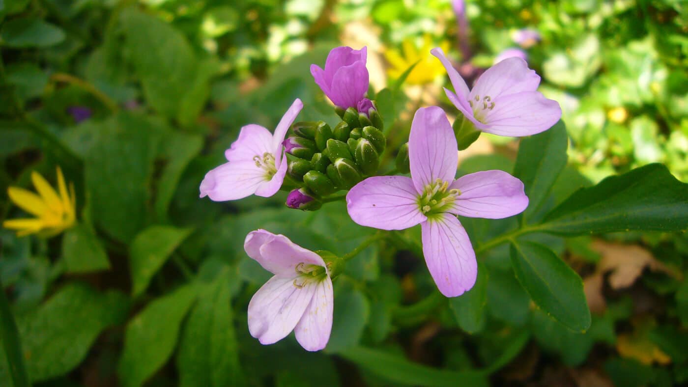 fleurs de moricandia arvensis