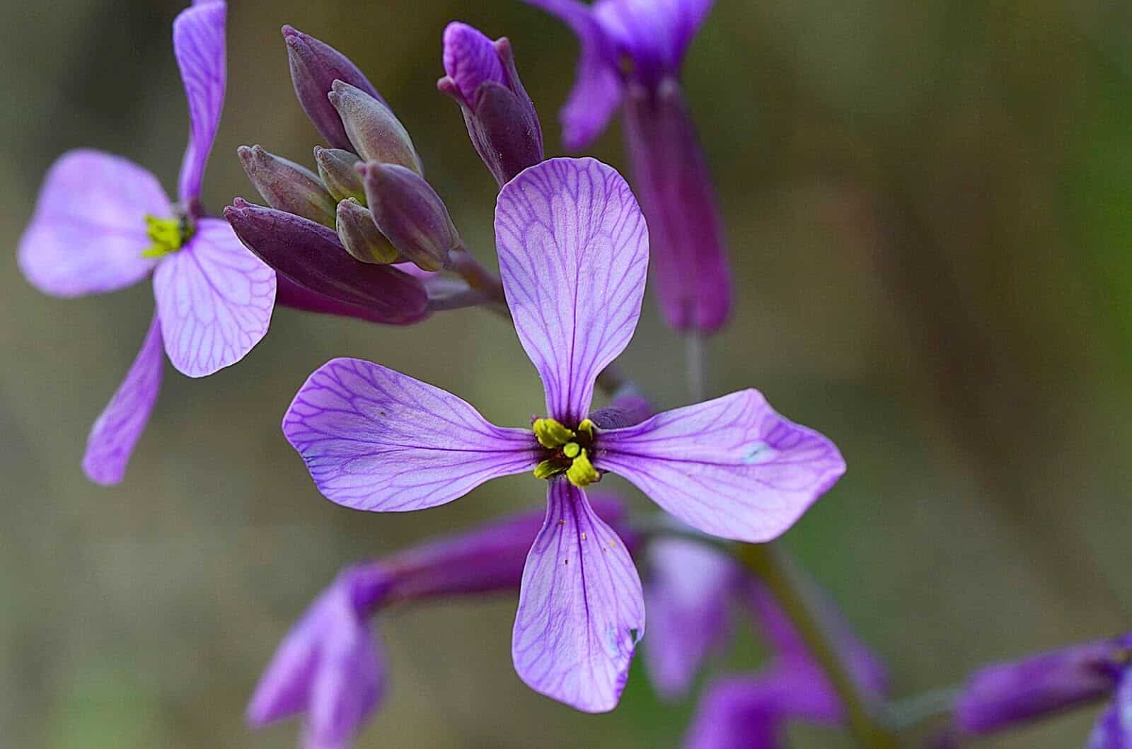 moricandia arvensis en fleurs