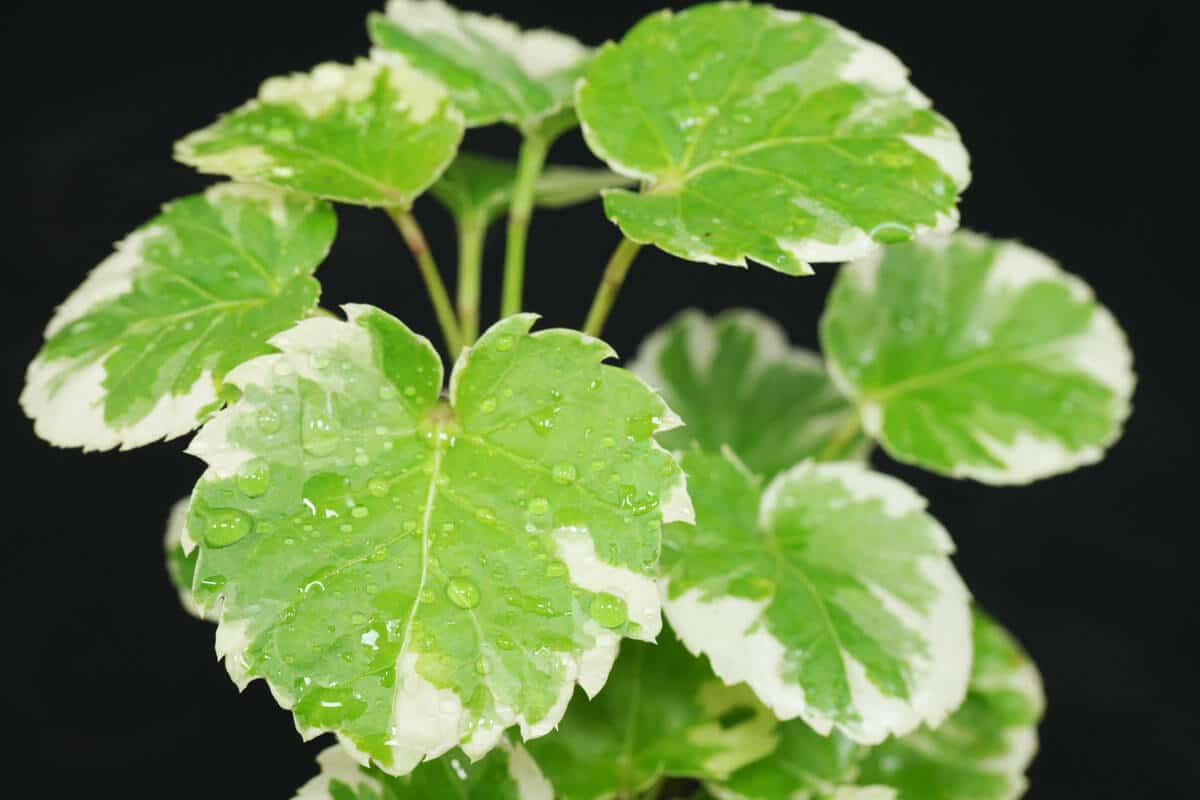 Feuilles de Polyscias scutellaria