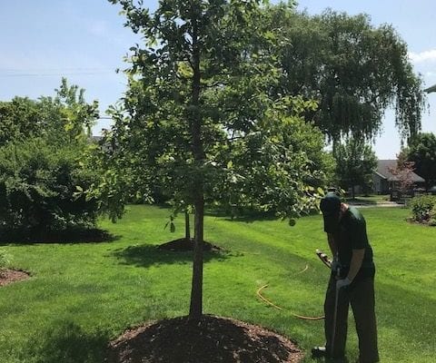 arboriculteur effectuant des services de fertilisation sur un arbre